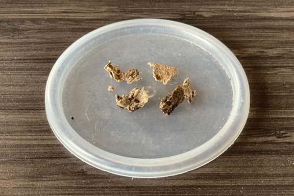 剥離されたスケール